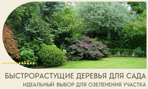 Быстрорастущие деревья для сада идеальный выбор в Комсомольске-на-Амуре