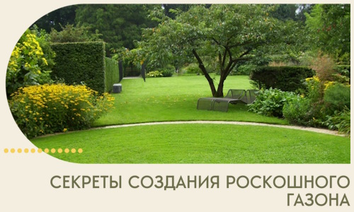 Секреты создания роскошного газона в Комсомольске-на-Амуре